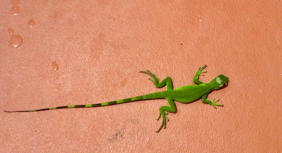 Beestjes in Costa Rica